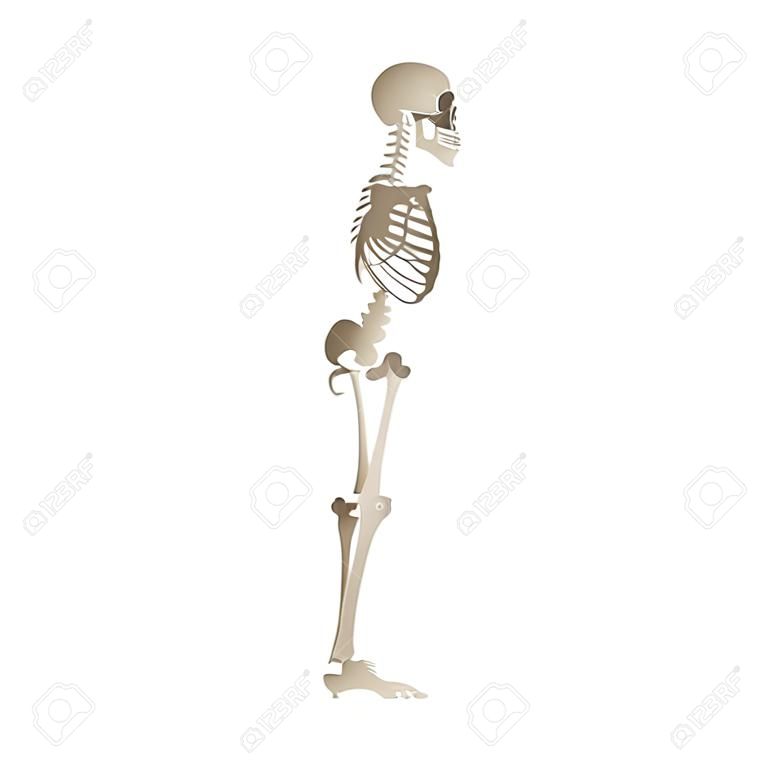 Vektor lustiges menschliches Skelett tanzen. Körperanatomie mit Schädel, Knochen, die Spaß haben. Toter Mann, der sich in lustige Position bewegt. Halloween-Urlaub, gruselige Designdekoration.