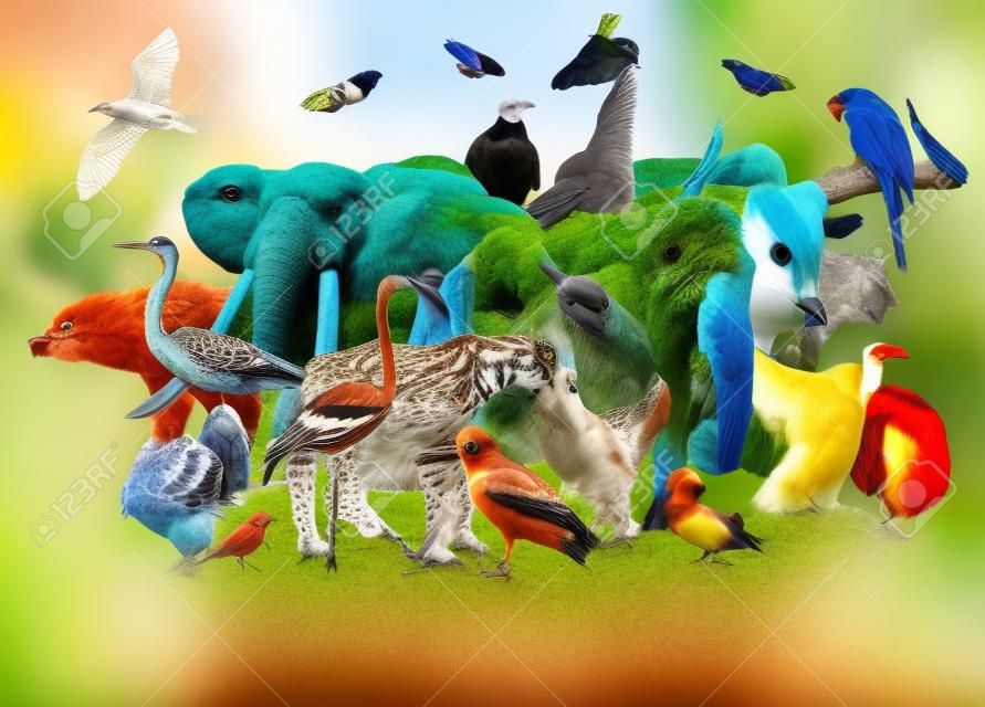 Un collage de animales salvajes y aves