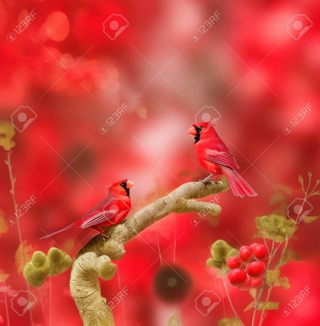 北美紅雀棲息在花園