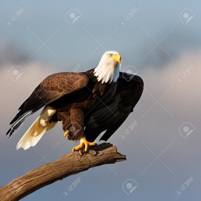A Bald Eagle  Taking off