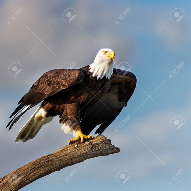 A Bald Eagle  Taking off