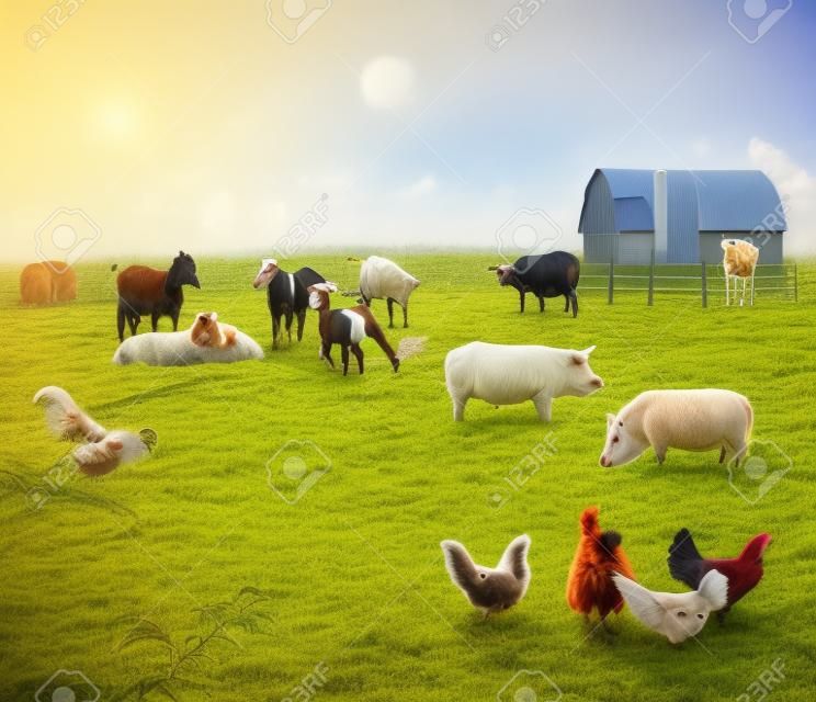 Animais de fazenda em um campo