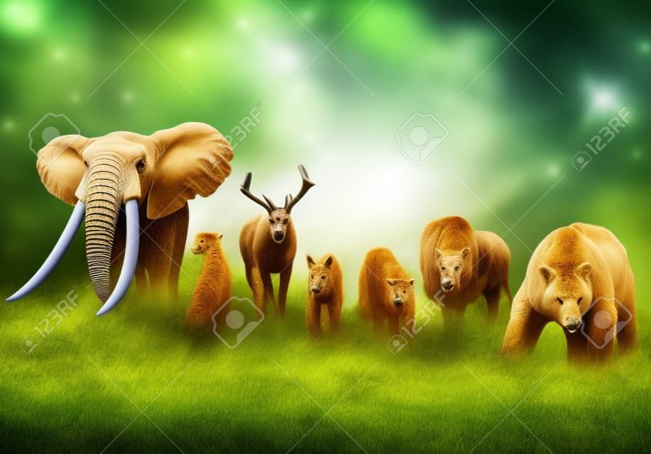 Group of wild animals. Wildlife theme background