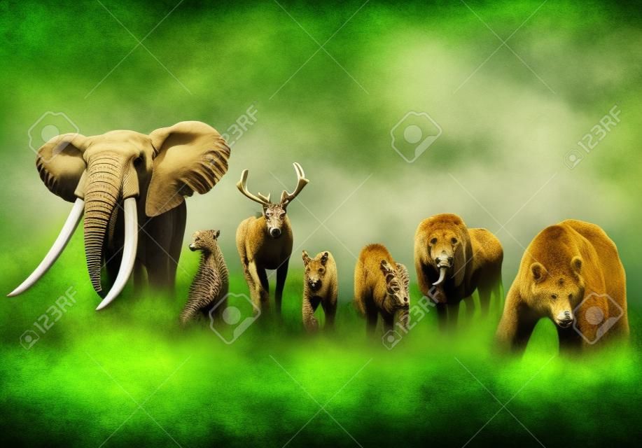 Group of wild animals. Wildlife theme background