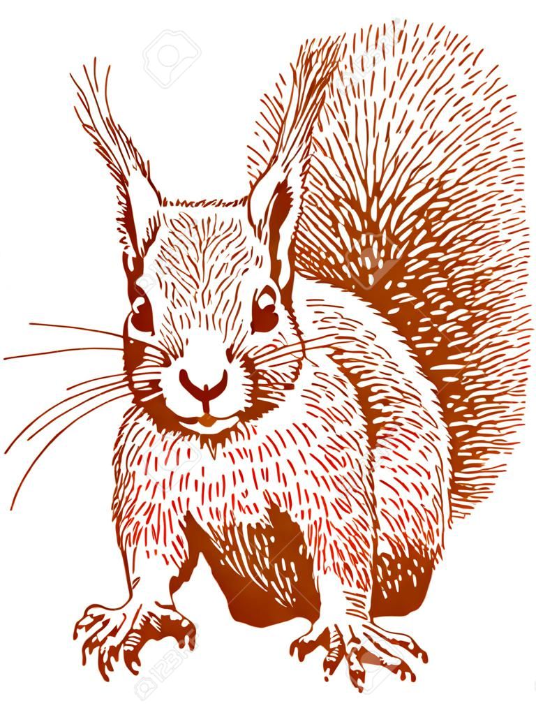 The vector drawing of a squirrel in style of a sketch.