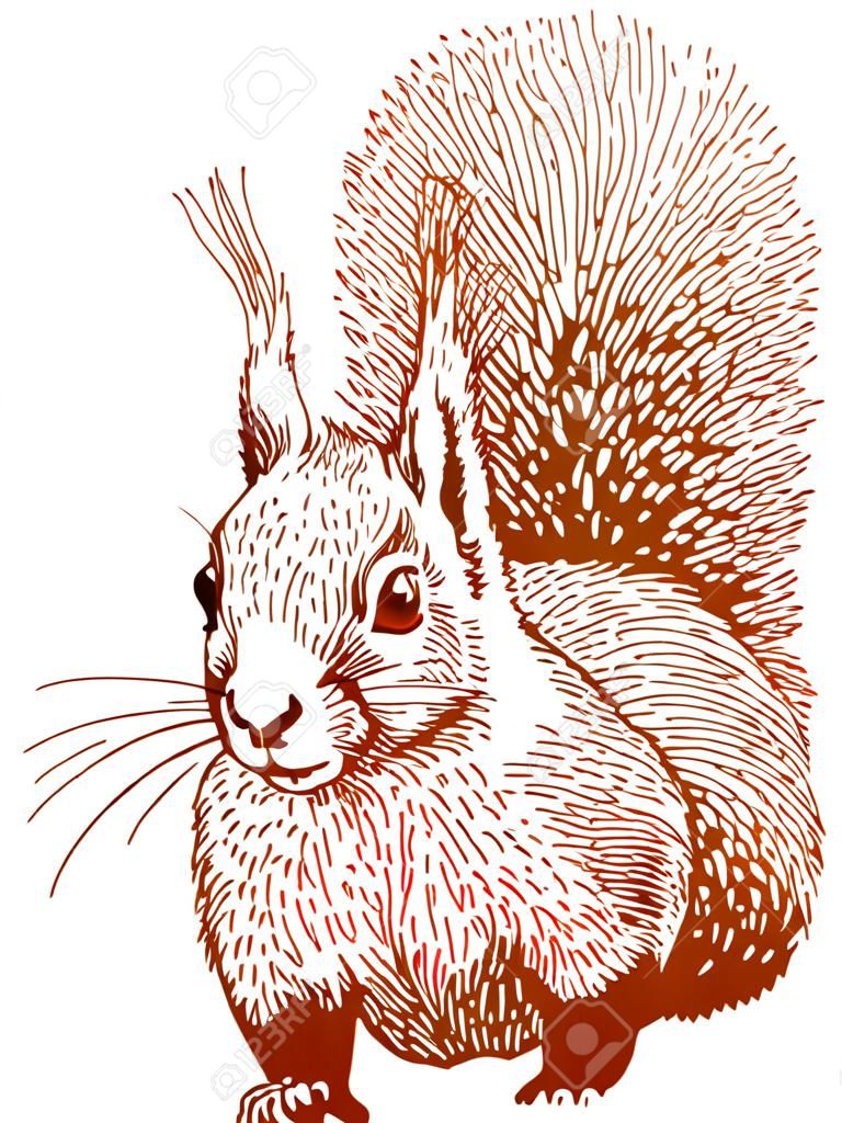 The vector drawing of a squirrel in style of a sketch.