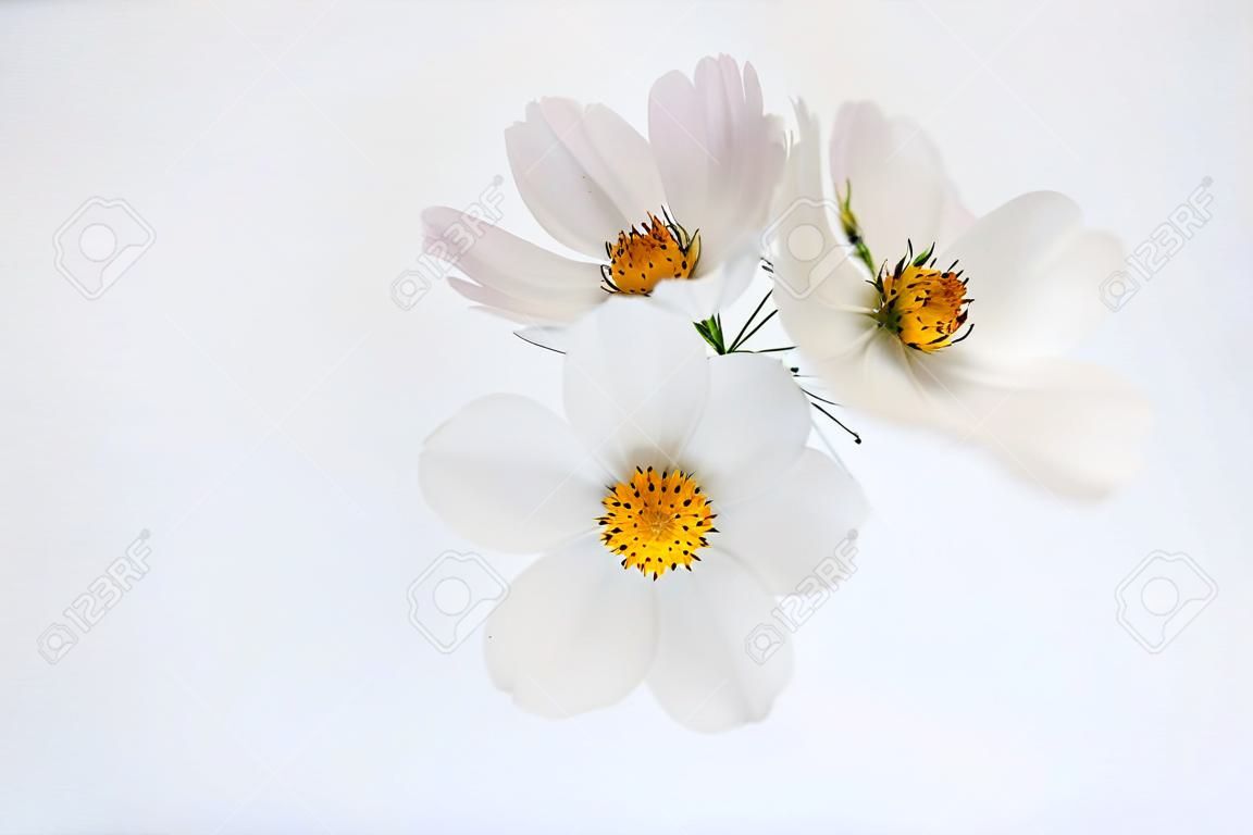 Weiße Kosmosblume auf dem weißen Hintergrund