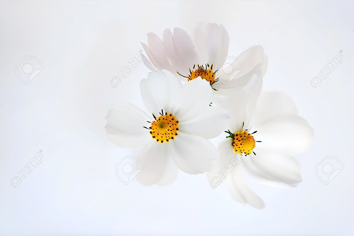 Weiße Kosmosblume auf dem weißen Hintergrund