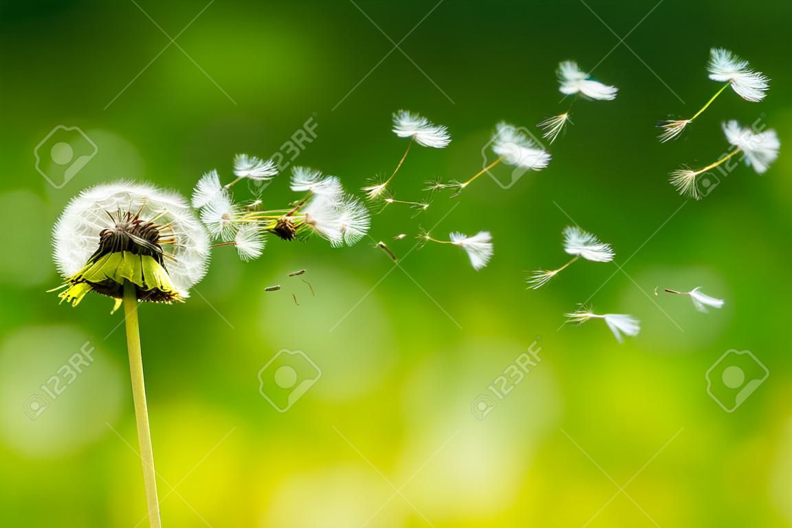 Dandelion seeds blowing away with the wind in a natural blooming meadow.