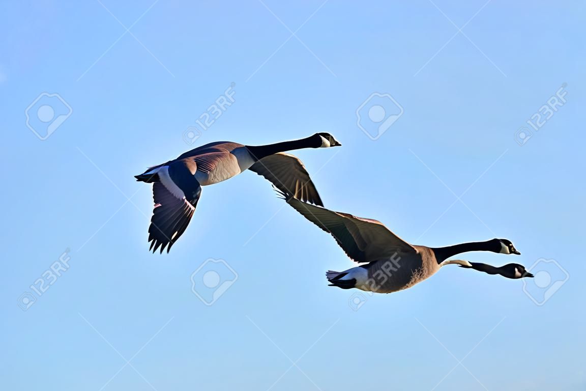 Close-up of Canadian geese Branta canadensis in flight migrating