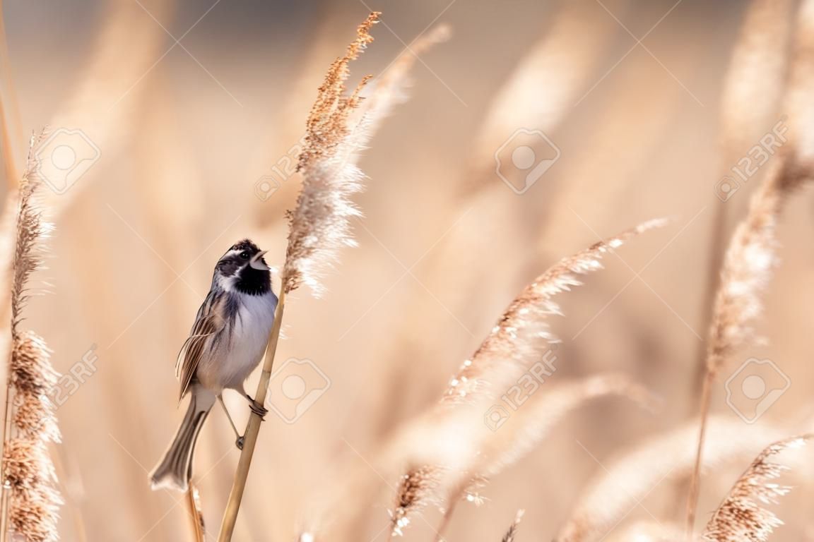 A common reed bunting Emberiza schoeniclus sings a song on a reed plume Phragmites australis. The reed beds waving due to strong winds in Spring season on a cloudy day.