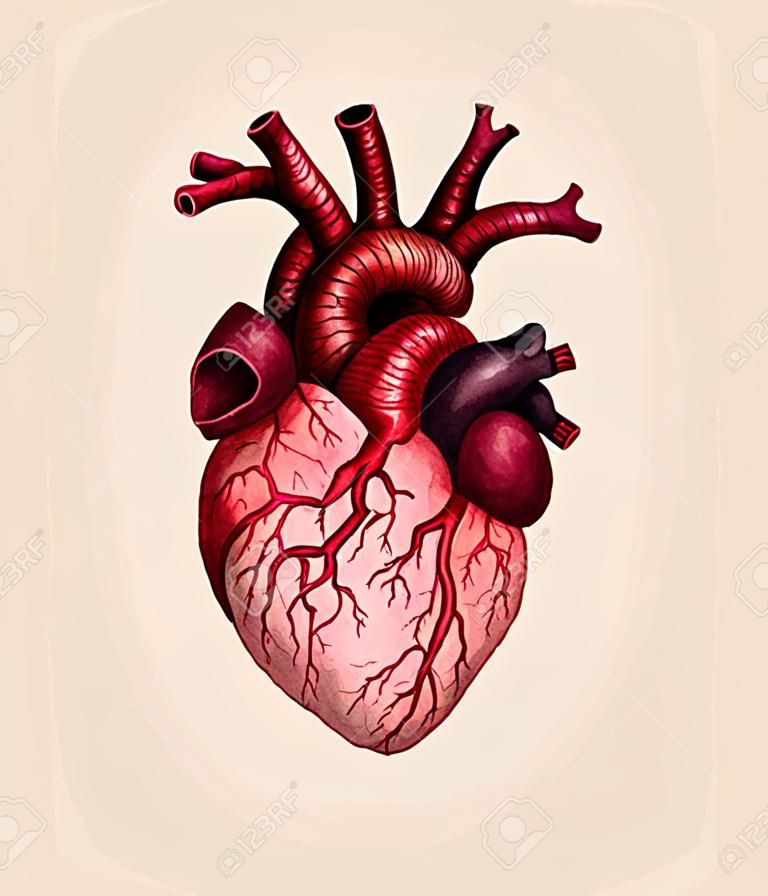 Corazón humano anatómico aislado sobre fondo beige. Ilustración de dibujado a mano de acuarela.