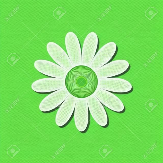 cone do vetor da flor da camomila no estilo liso. Ilustração da margarida no fundo isolado verde.