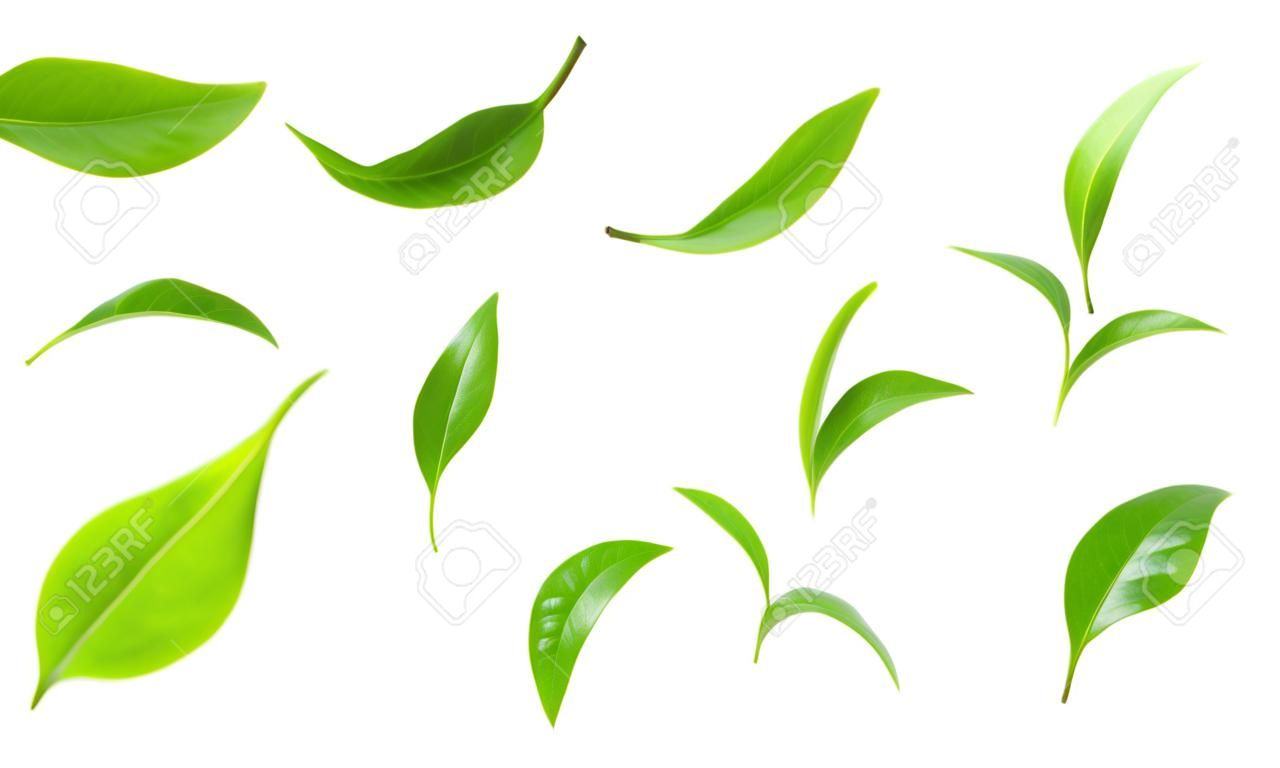 Collection de feuilles de thé vert isolée sur fond blanc