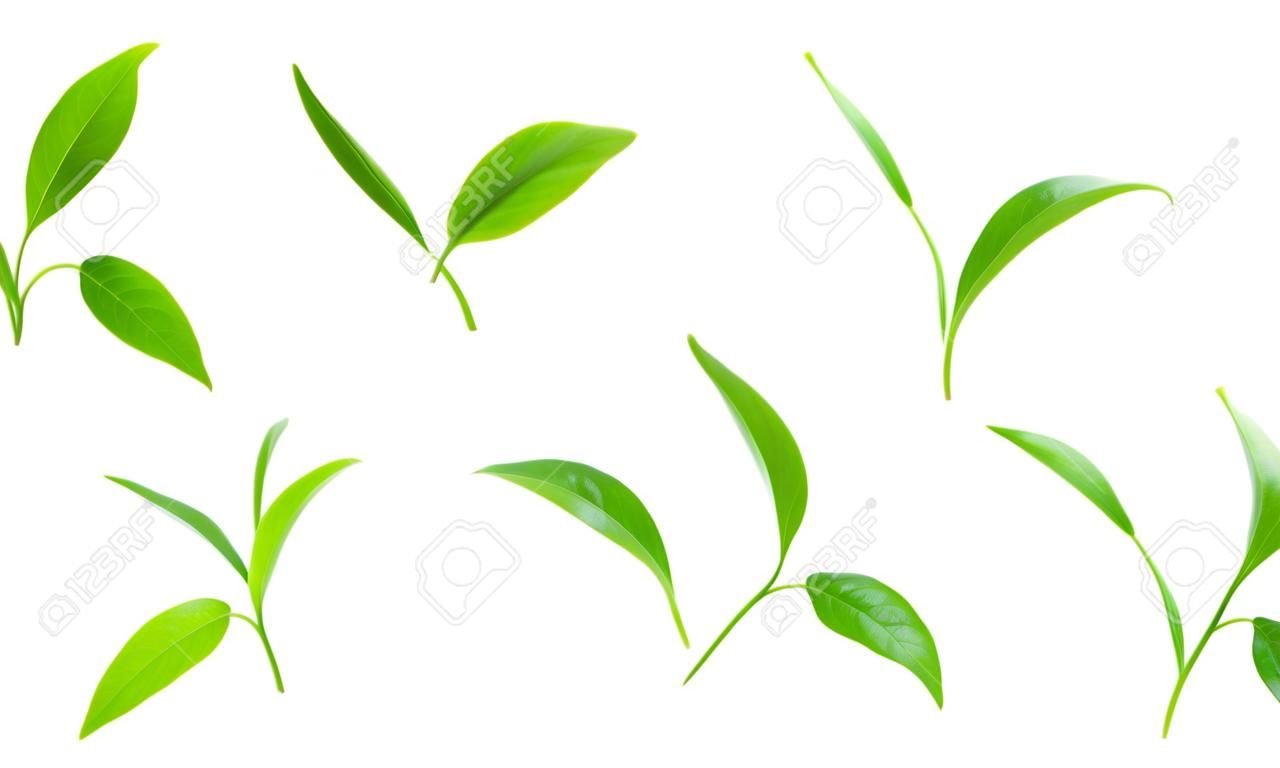 Collezione di foglie di tè verde isolata su sfondo bianco
