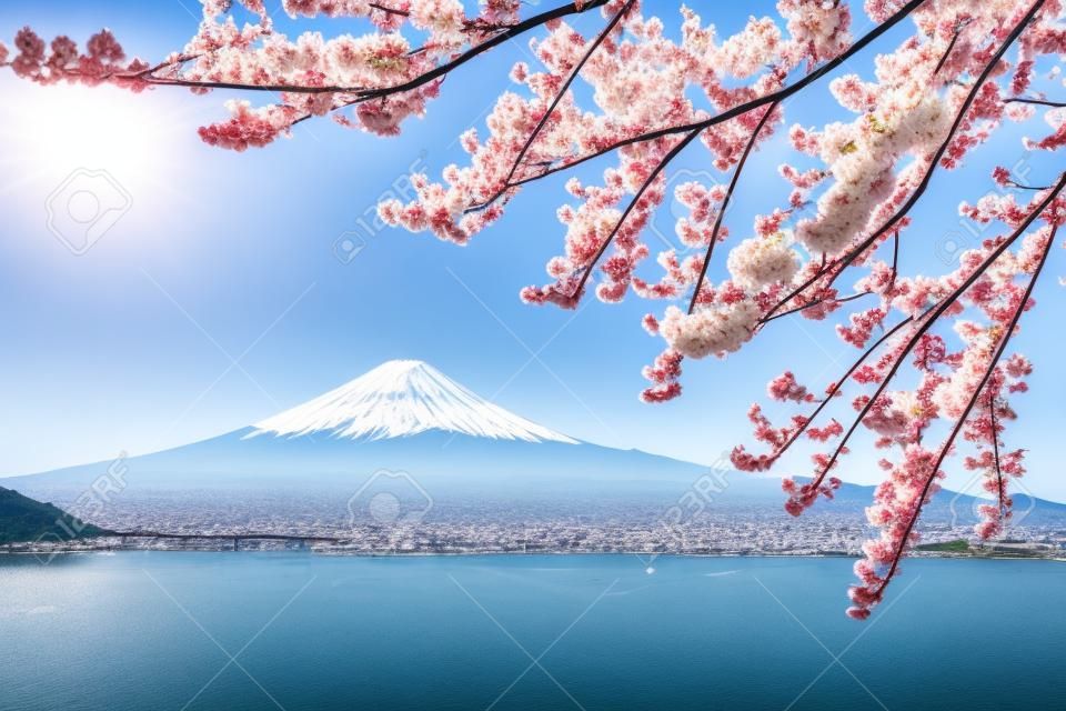 Flores de cerejeira em plena floração do Monte Fuji e Lago Kawaguchi
