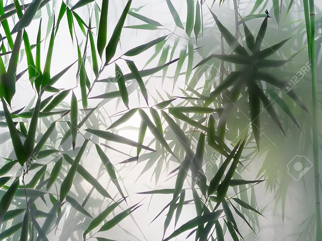 tropical bamboo trees behind the frosted glass in fog with backlighting. decoration of green plants premises, background. the natural exotic design.