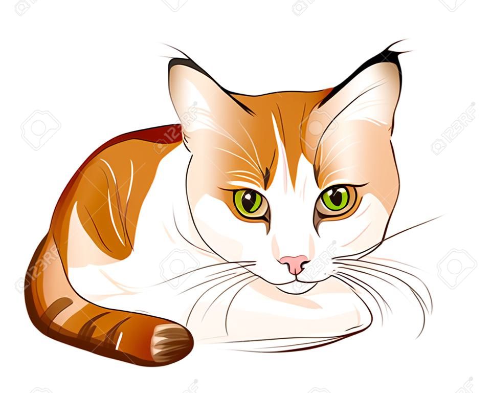 hand drawn portrait of  ginger tabby cat