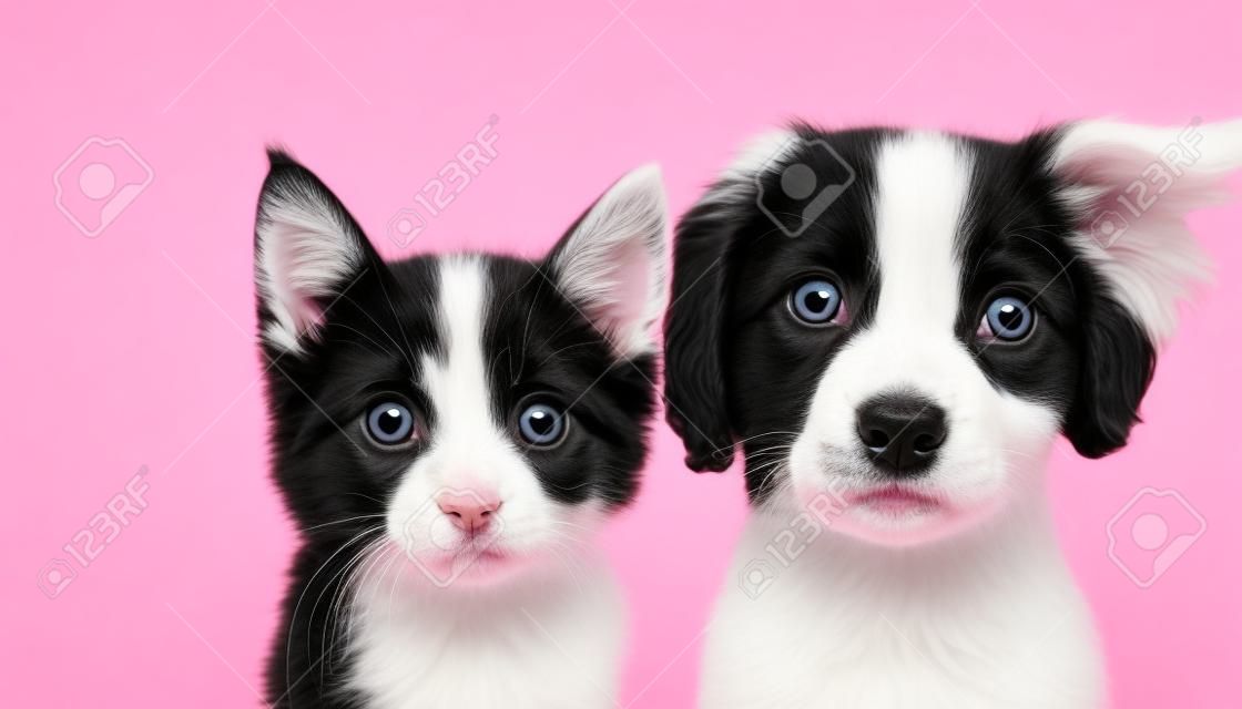 Funny black and white puppy and kitten looking at camera on pink background