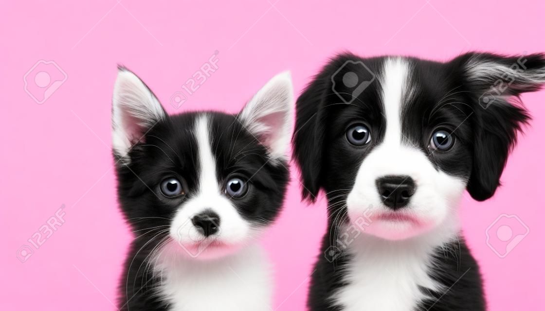 Funny black and white puppy and kitten looking at camera on pink background