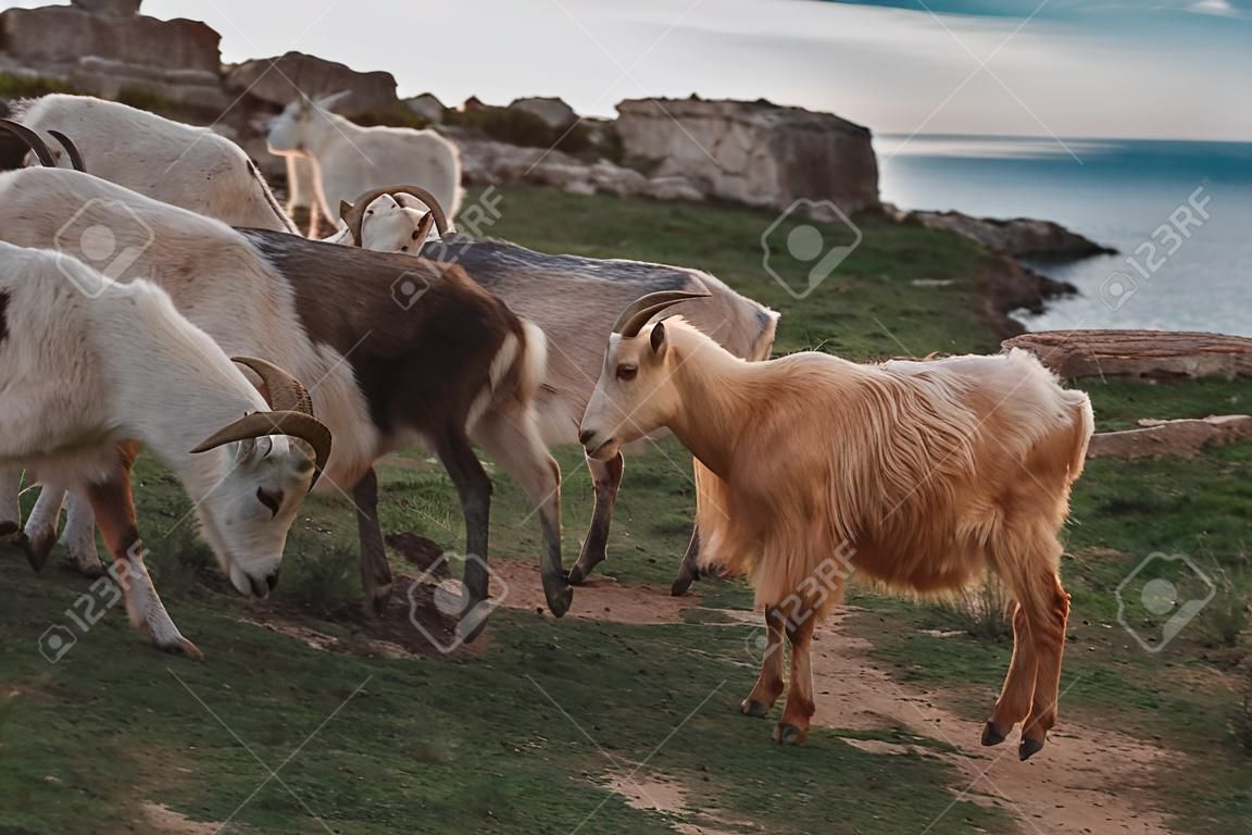 Een kudde berg geiten op de achtergrond van de zee. Griekenland of Mallorca