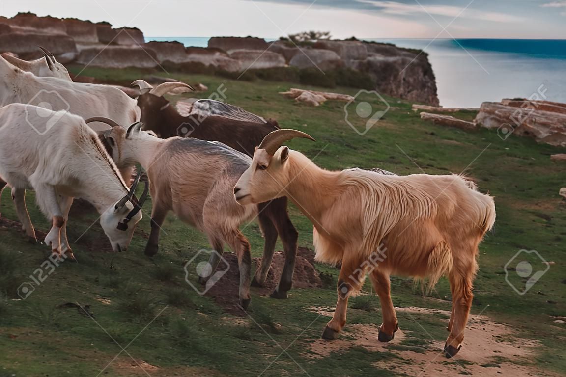 Een kudde berg geiten op de achtergrond van de zee. Griekenland of Mallorca