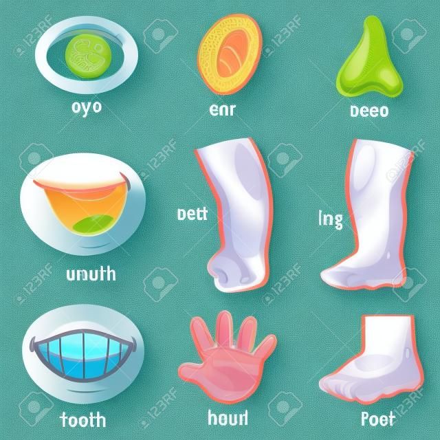 illustration of Vocabulary part of body