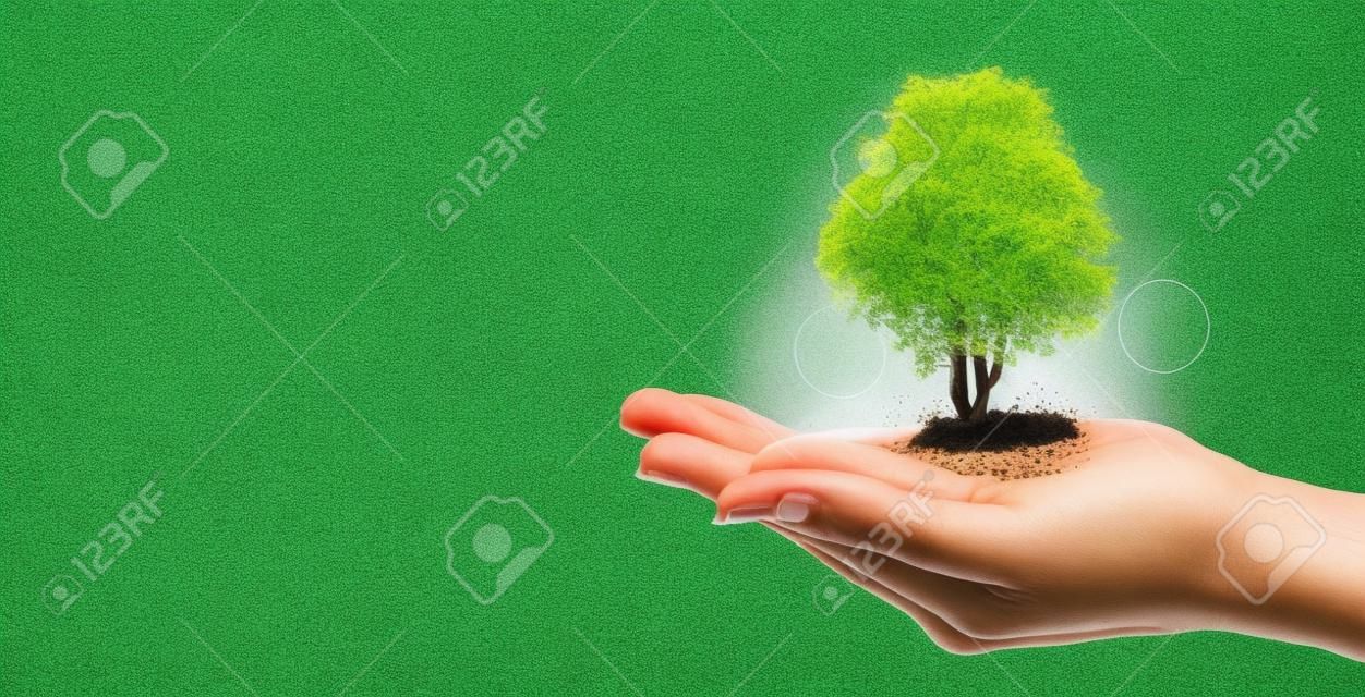 Umwelt Tag der Erde In den Händen von Bäumen wachsende Sämlinge. Bokeh grüner Hintergrund Weibliche Hand, die Baum auf Naturfeldgras hält Walderhaltungskonzept