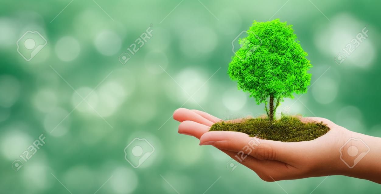 Umwelt Tag der Erde In den Händen von Bäumen wachsende Sämlinge. Bokeh grüner Hintergrund Weibliche Hand, die Baum auf Naturfeldgras hält Walderhaltungskonzept