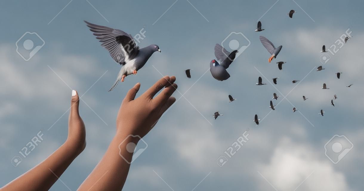 The woman hands free the pigeon into the sky.