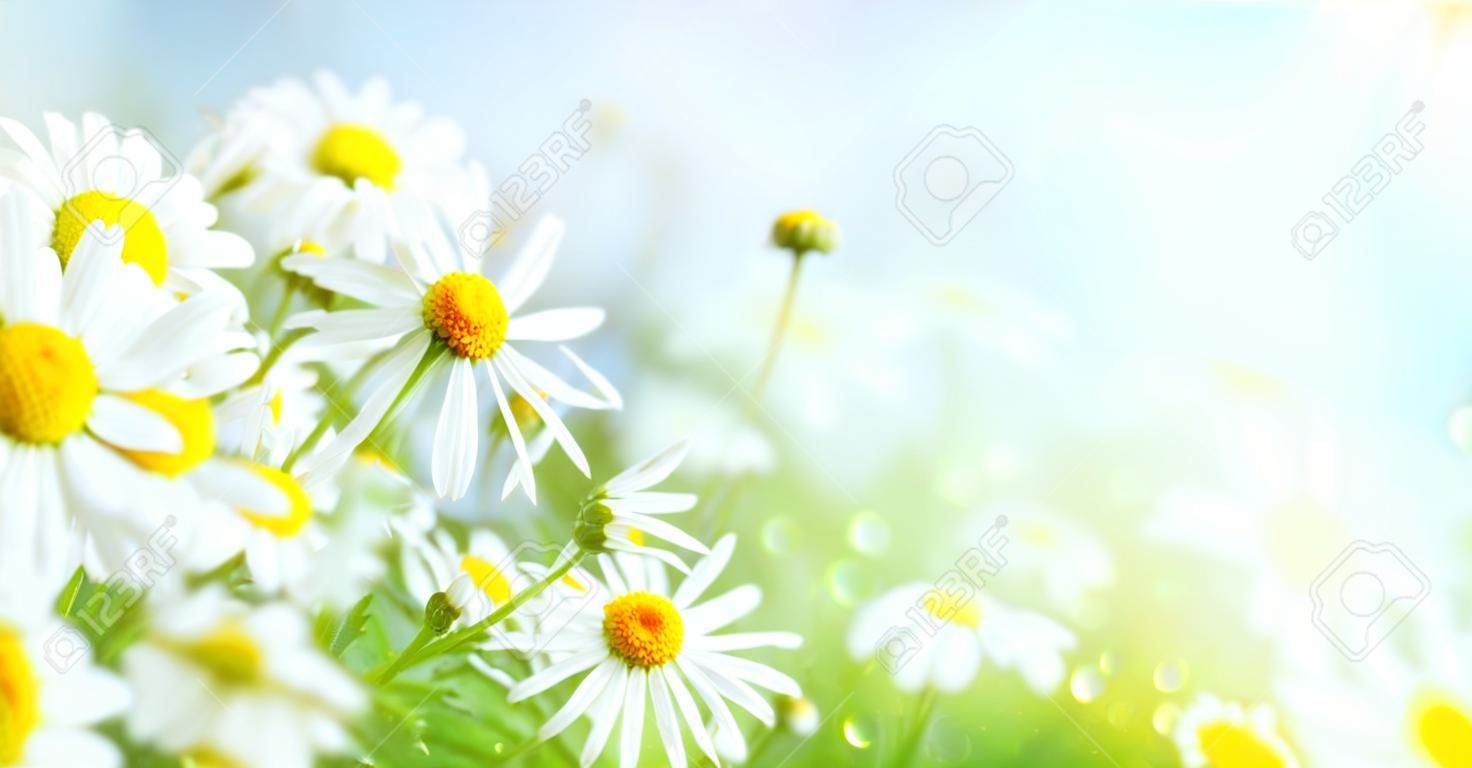 Piękne kwiaty rumianku na łące. wiosenna lub letnia scena natury z kwitnącą stokrotką w rozbłyskach słonecznych. miękka ostrość.