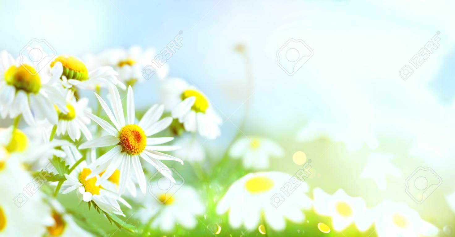 Beautiful chamomile flowers in meadow. Spring or summer nature scene with blooming daisy in sun flares. Soft focus.