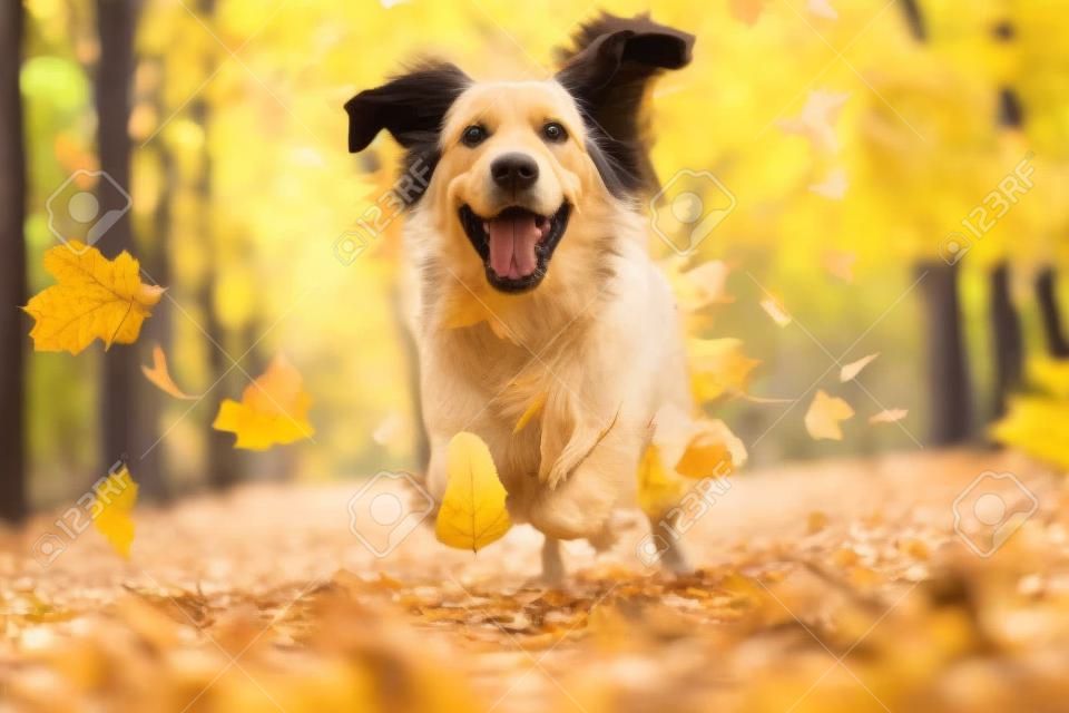 Un cane labrador a pelo lungo corre nella foresta autunnale, le foglie gialle volano in una passeggiata nel bosco