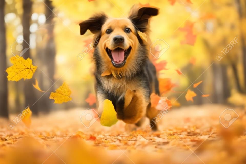 Un cane labrador a pelo lungo corre nella foresta autunnale, le foglie gialle volano in una passeggiata nel bosco