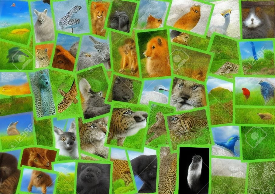 Diversi animali collage