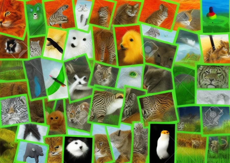 Diversi animali collage