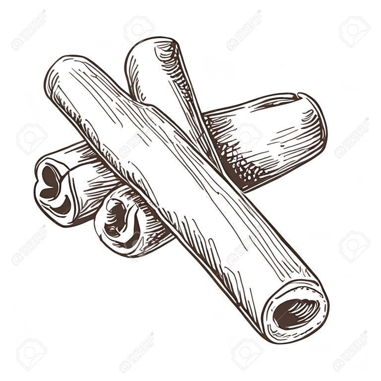 Cinnamon sticks. Hand drawn sketch