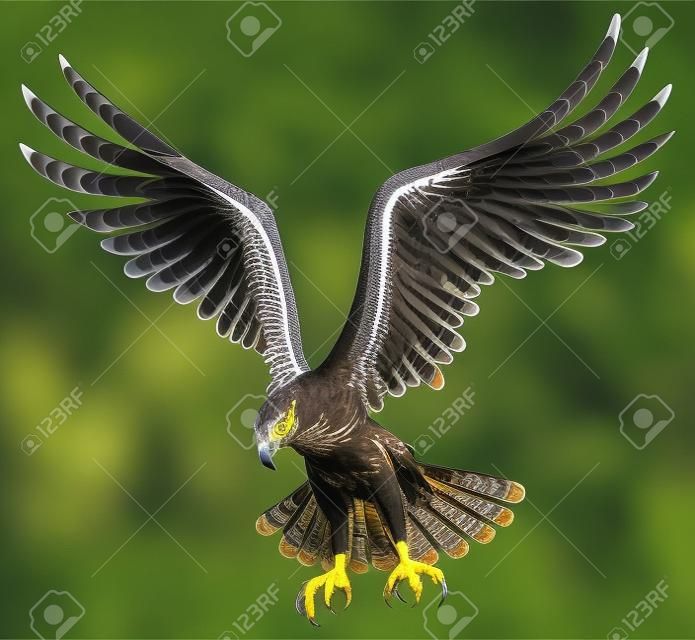 Flying Hawk ,Isolated