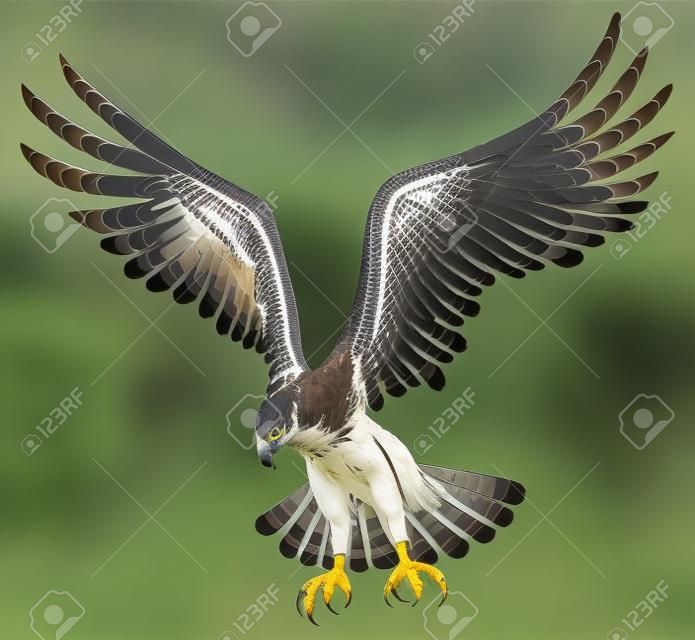 Flying Hawk ,Isolated