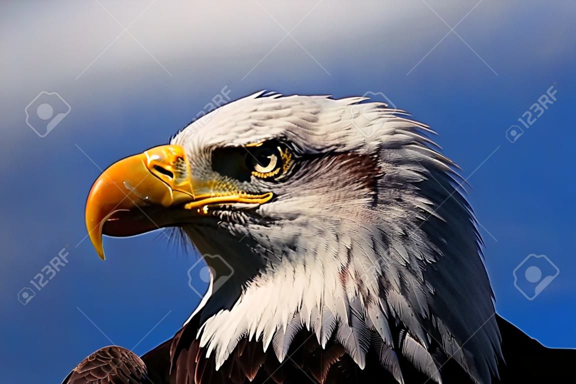 Bald Eagle closeup