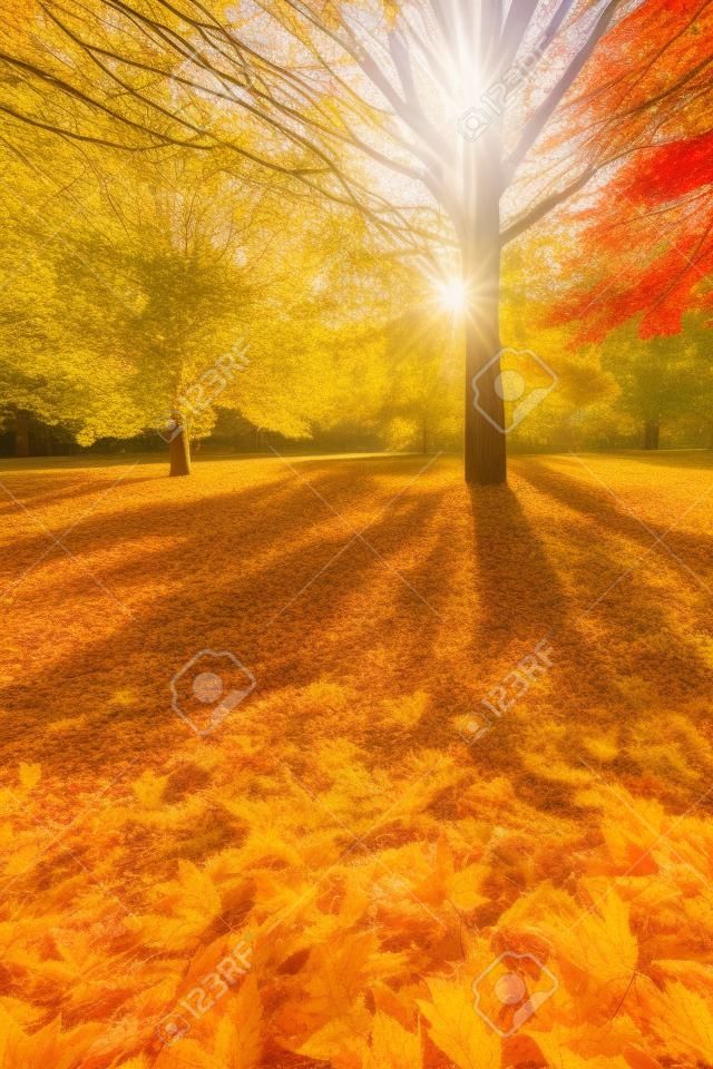 Солнечный осенней листвы