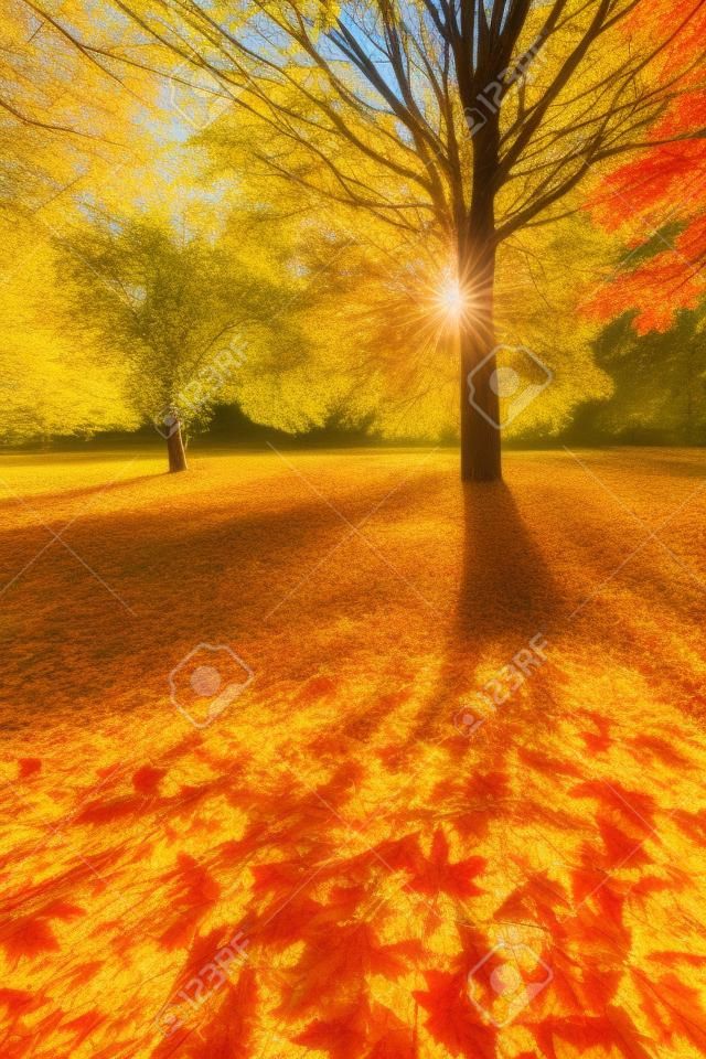 Солнечный осенней листвы
