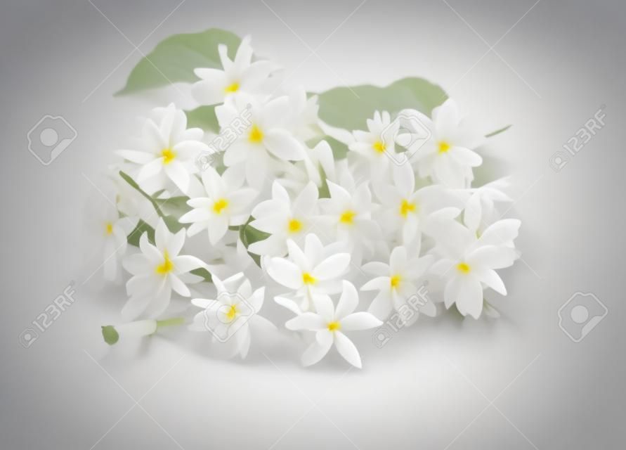 白色背景上新鲜的茉莉花