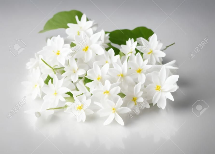 茉莉鮮花在白色背景的新鮮隔離。
