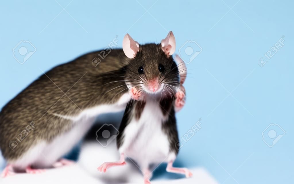 myszy w parze na białym tle