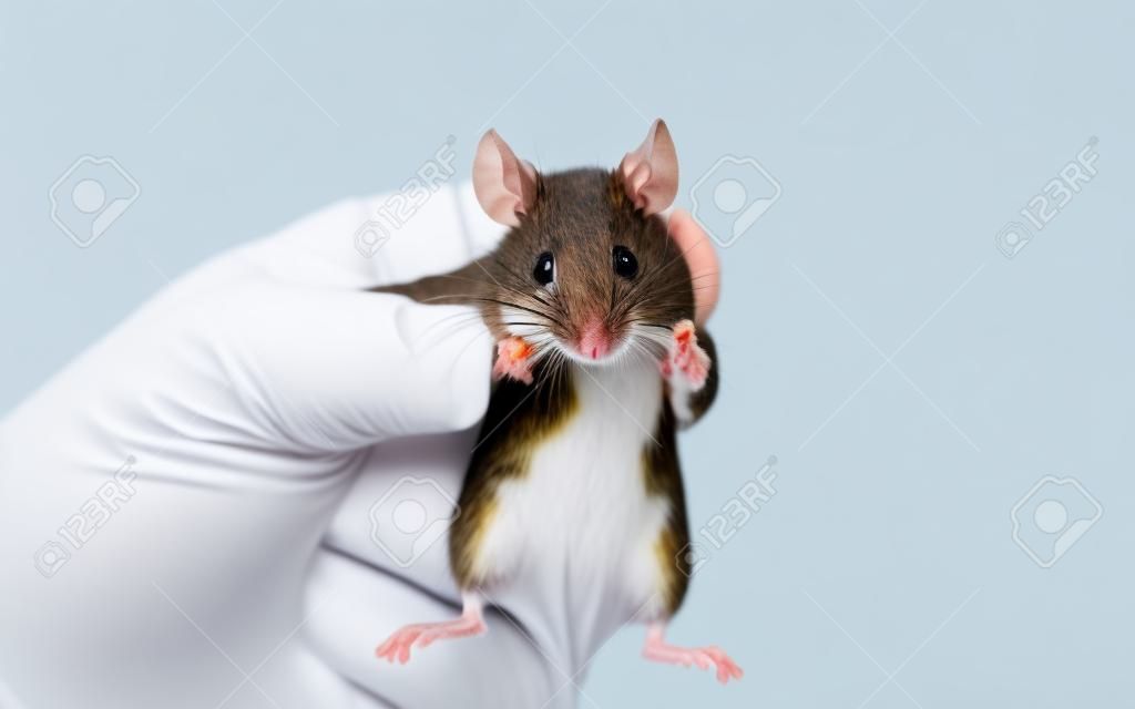 ratón en la mano sobre un fondo blanco