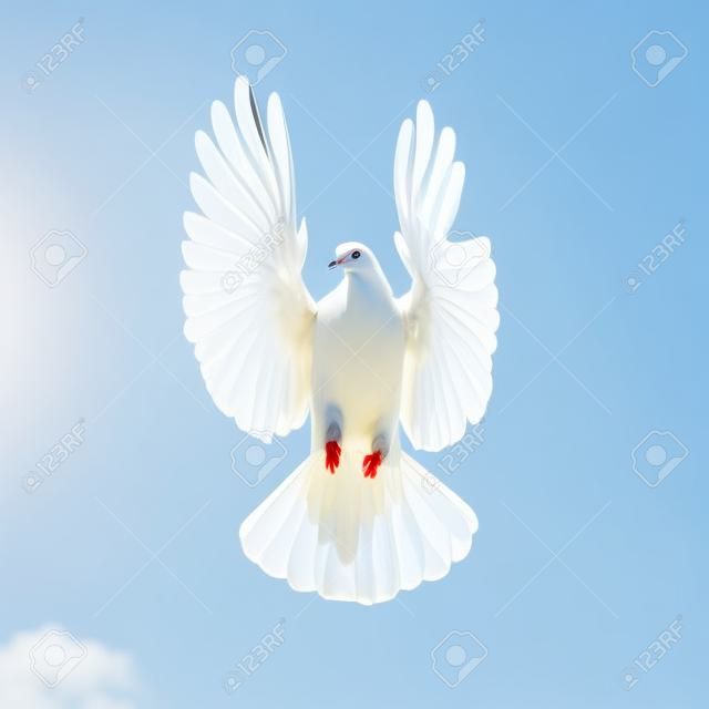 paloma blanca sobre un fondo de cielo azul