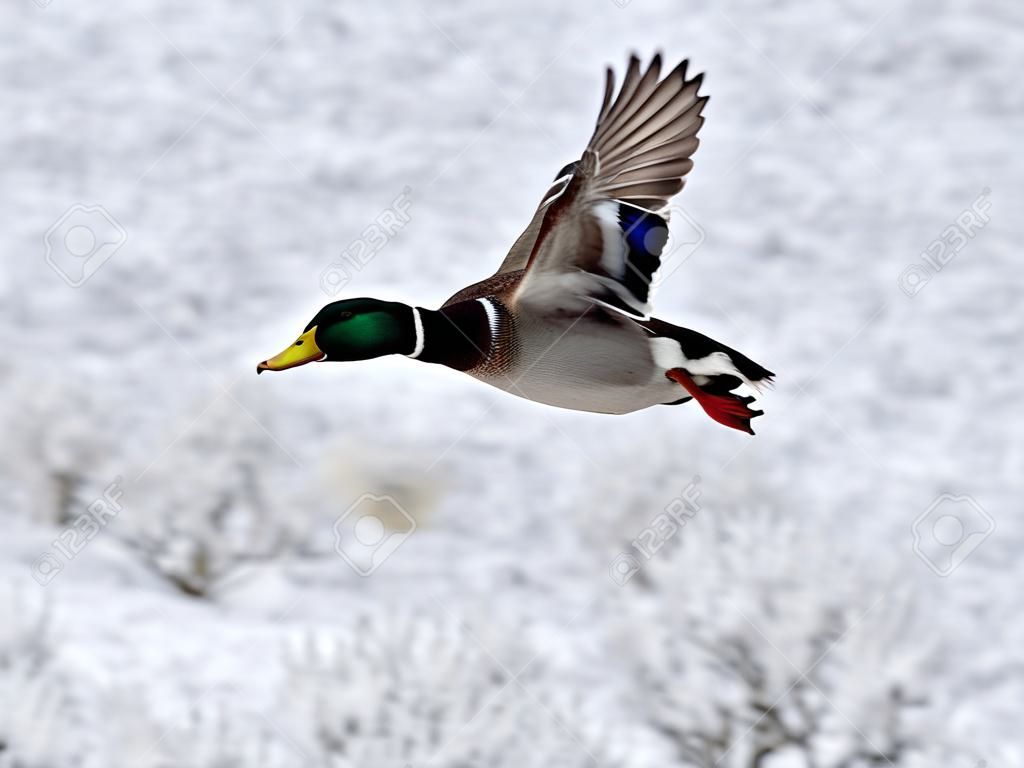 Duck in flight over snow in winter. bird