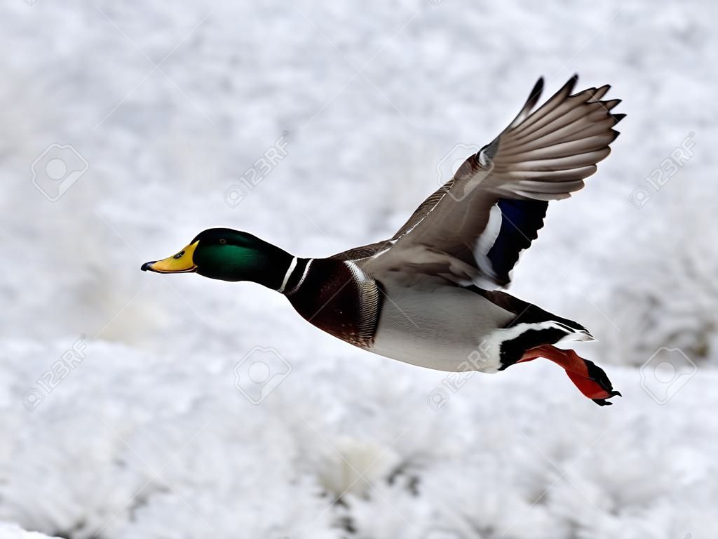 Duck in flight over snow in winter. bird