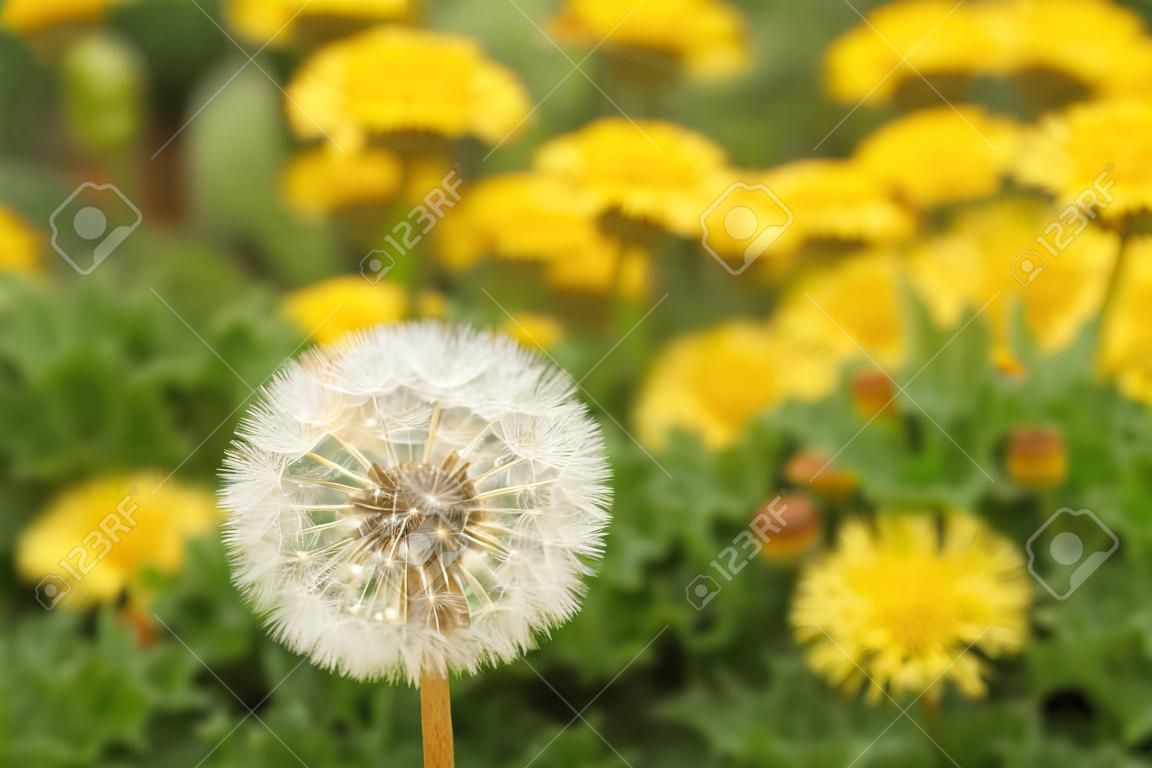 close-up of a white dandelion clock with seeds in front of yellow blooming dandelions